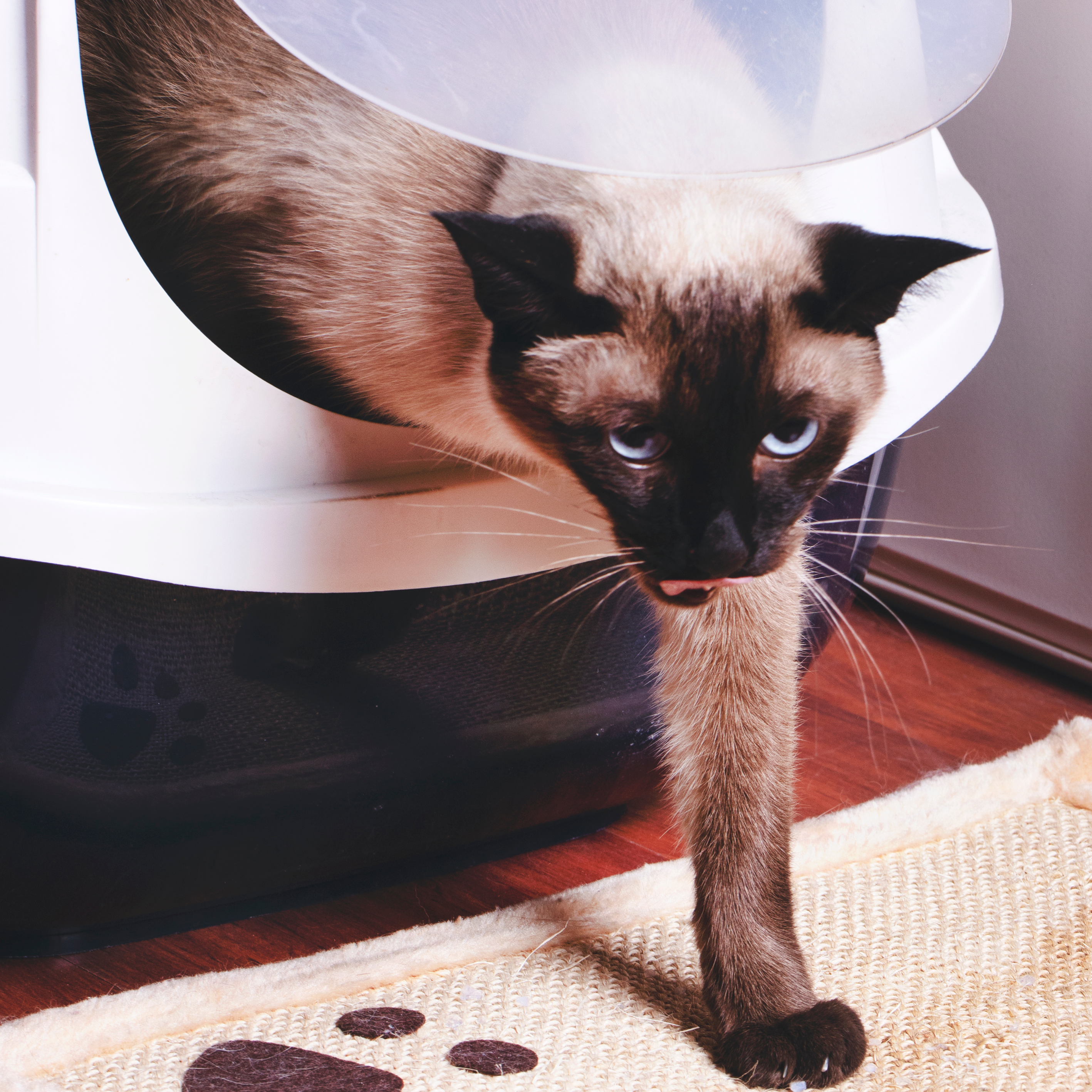 Vergleich herkömmliche vs. automatische Katzentoiletten